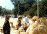 camels2.jpg